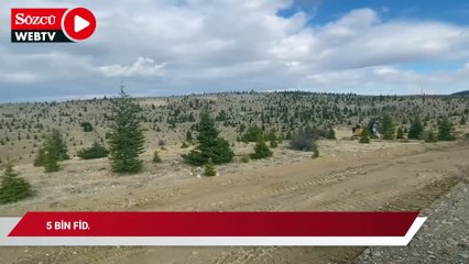 5 bin fidan dikme cezası alan AKP’li ismin şirketi yine ağaçları kesti
