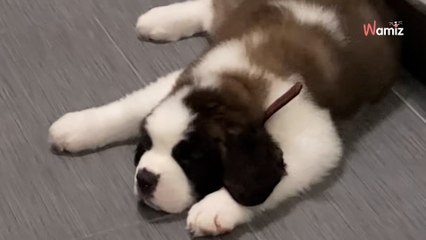 Ils comparent deux vidéos de leur chiot... et se rendent compte qu'ils doivent changer de maison !