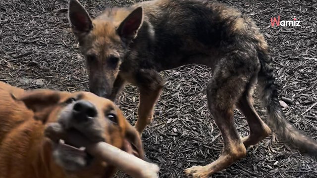 Les chiens jouent dans le jardin : 3,3M de personnes repèrent l'intrus qui se fond dans la meute (vidéo)