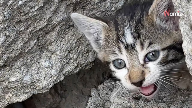 Elle entend des bruits étranges de son jardin : l’oiseau qu’elle pensait entendre n’en était pas un