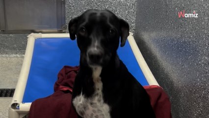 Ce chien est abandonné au refuge 4 fois de suite : la raison est à peine croyable (vidéo)