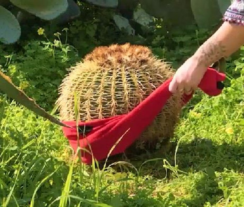 Unusual and practical uses for cacti!
