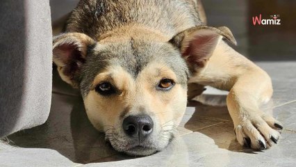 Timide au grand coeur, cette pauvre chienne n'intéresse personne et désespère de trouver une famille patiente