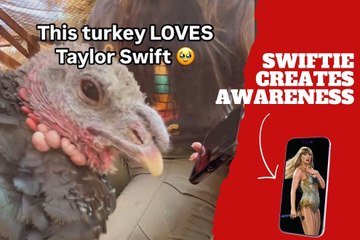A turkey Swiftie creats awareness to keep other birds from being the next meal at Thanksgiving