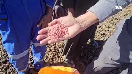 كاميرا Ten ترصد موسم زراعة الذهب الأصفر: القمح في محافظة قنا