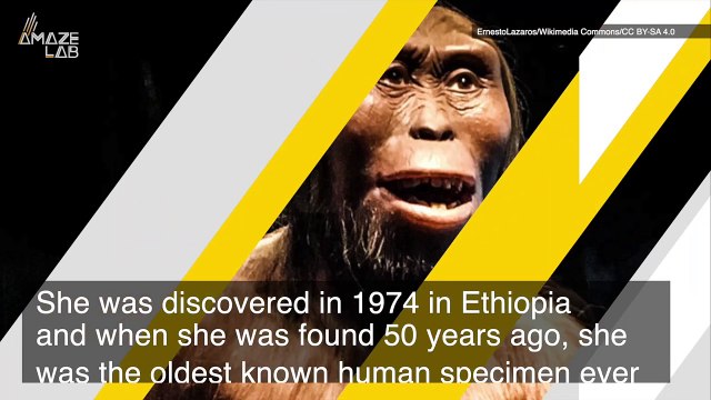 Lucy Was Discovered 50 Years Ago and She Continues to Be an Evolutionary Treasure Trove for Scientists