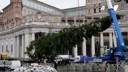 Árvore de Natal é preparada no Vaticano