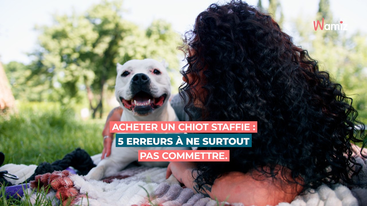 Acheter un chiot Staffie : 5 erreurs à ne surtout pas commettre