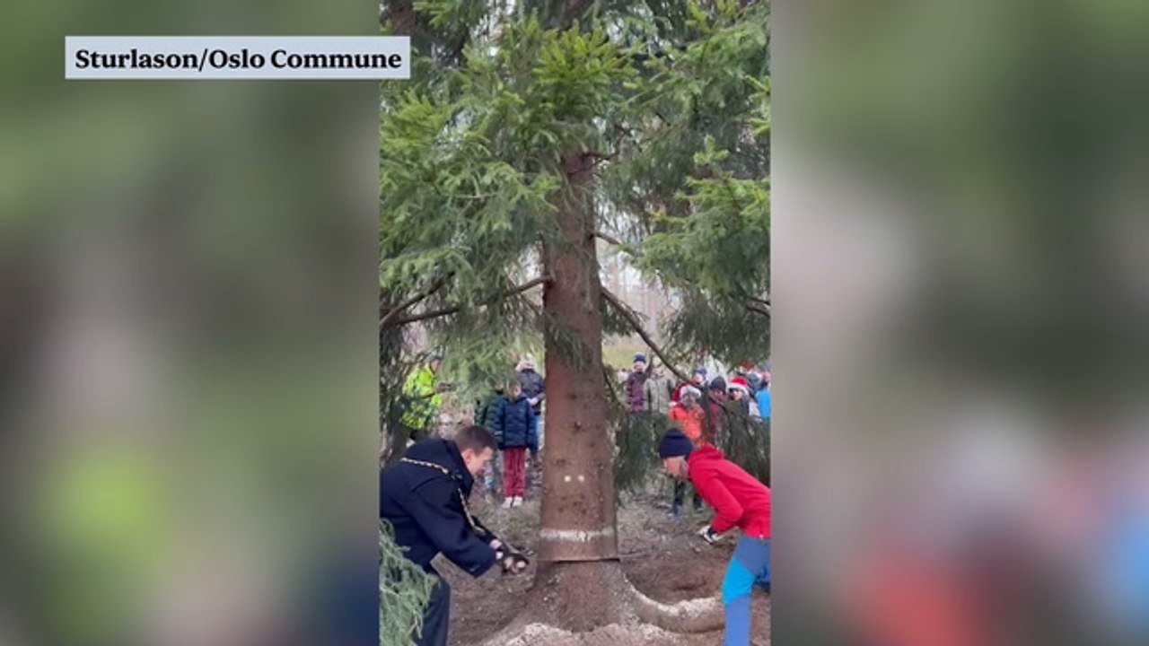 Trafalgar Square Christmas tree being chopped in Oslo before being transported to London