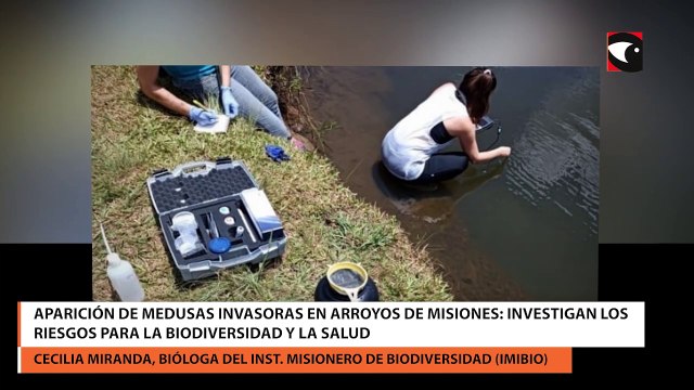 Aparición de medusas invasoras en arroyos de Misiones investigan los riesgos para la biodiversidad y la salud