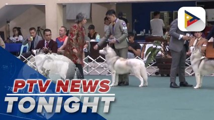 Biz Bets & Bottomlines: Purebred dog shows a tradition of strict standards and rich history