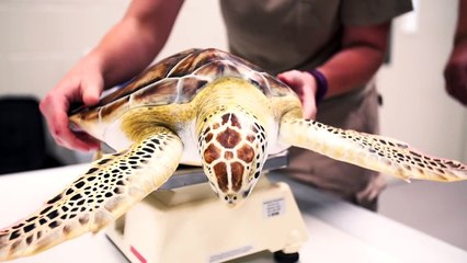 Watch as This Amazing Vet Nurses This Sea Turtle Back to Health