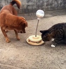 Short funny animals videos 2024 #cuteanimls #cat #funnyanimals #cute #funny #funnypets #catlover
