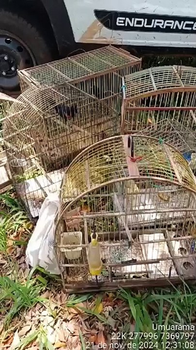 IAT apreende 14 pássaros criados de maneira irregular em Cruzeiro do Oeste