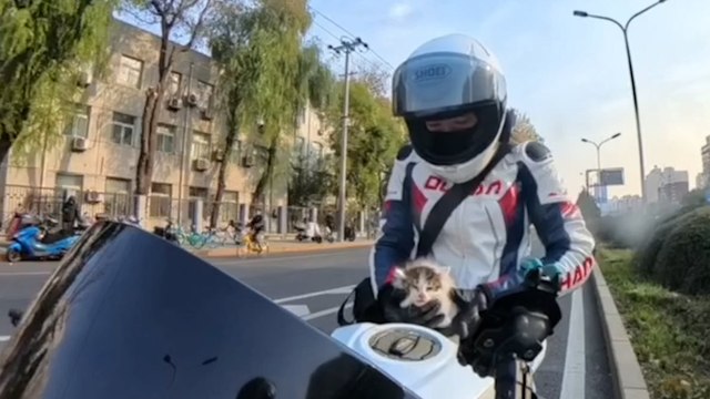 Motorcyclist halts traffic to rescue kitten stranded on busy road