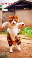 😂 Cute & Funny Cat Videos to Brighten Your Day!