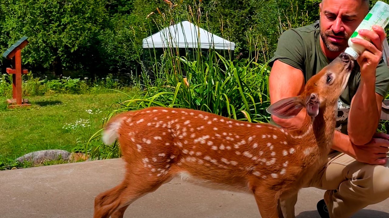 Orphaned Fawn Adopts This Guy As Her Dad