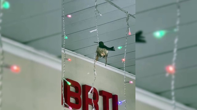 Morador inesperado se instala em enfeite de Natal e encanta clientes e compradores em Cascavel