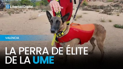 Choni, la perra de élite de la UME que busca cadáveres sumergidos