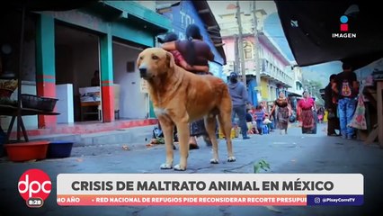 México se encuentra en una crisis por el maltrato animal