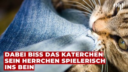 Vom Haustier überrascht: Musiker erleidet schwere Verletzungen nach Treppensturz durch Katzenattacke