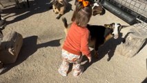 Funny moment as toddler walks away when miniature goats get mischievous with each other