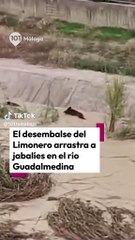 Un embalse a rebosar abre compuertas y se lleva por delante una piara de jabalíes
