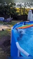 Funny Video #funnycats #pets #reels #shortsvideo