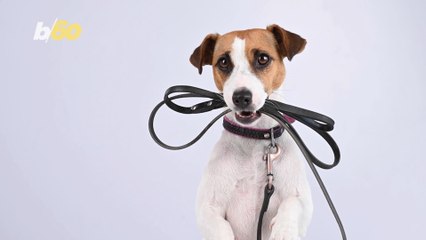Make Sure You Don’t Forget About The Furry Friends in Your Life This Holiday Season