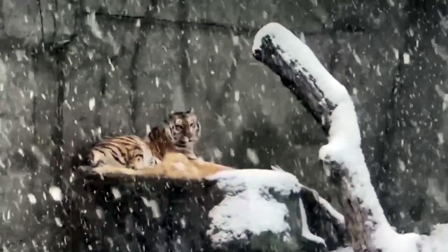 Animais do jardim zoológico de Chicago brincam na neve