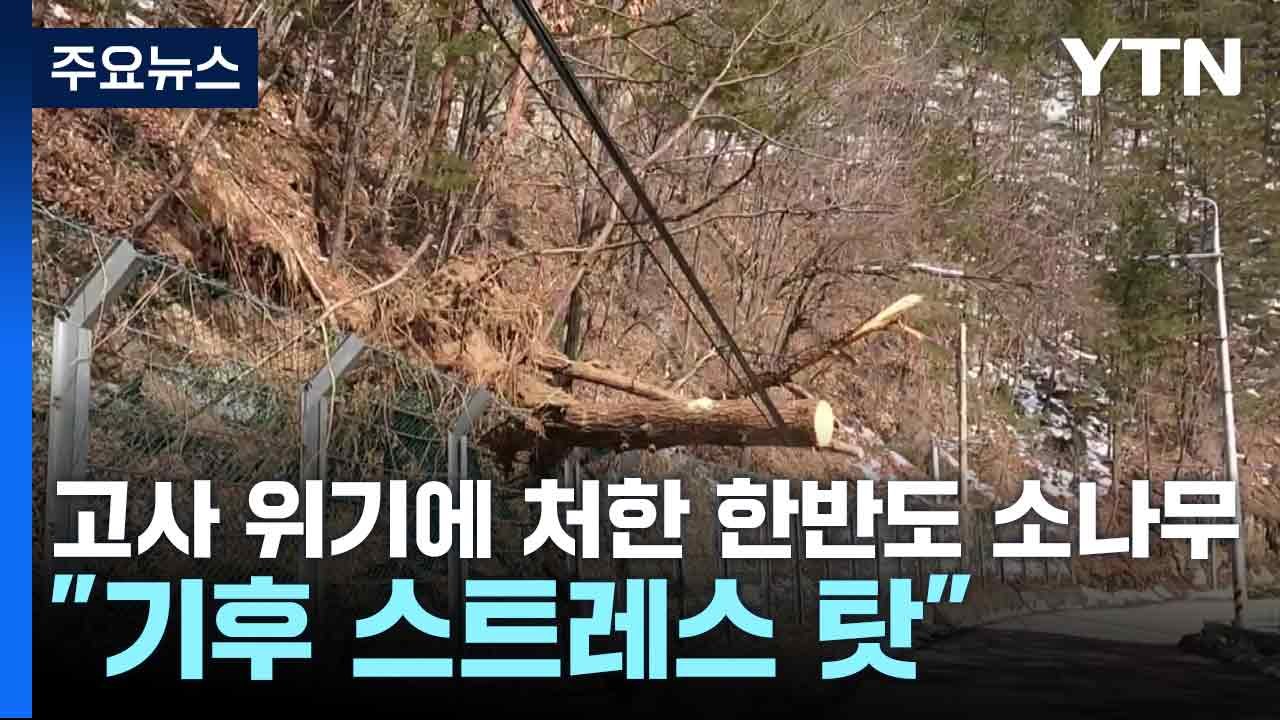 고사 위기에 처한 한반도 소나무..."기후 스트레스 탓" / YTN