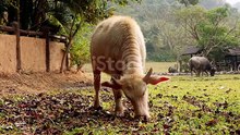 Cows are very beautiful to look at and the video looks great too