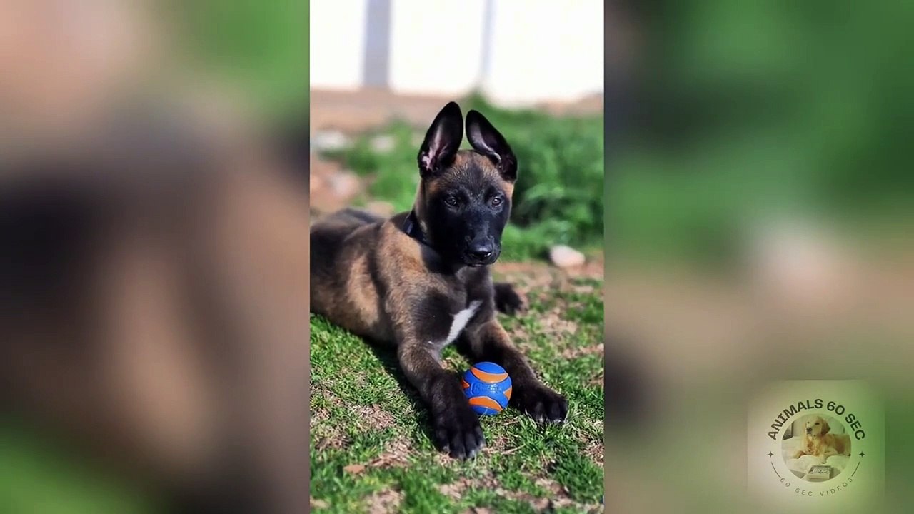 Belgian Malinois Dog 🐕 - Intelligent Guard Dog in the World!