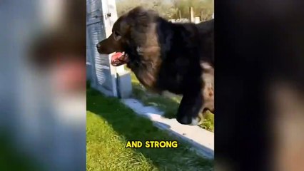 Caucasian Shepherd Dog - Everything You Need to Know About This Majestic Breed