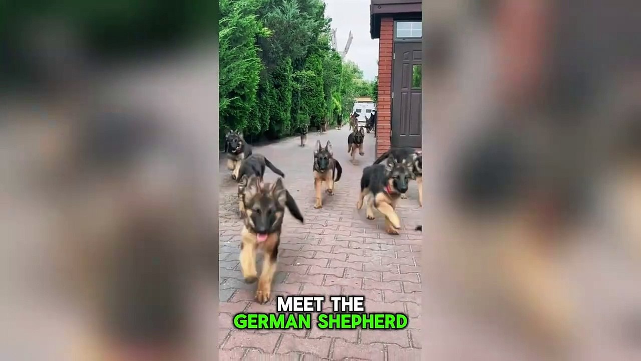 German shepherd Dog 🐶 - Wolf of K9 World 🌎