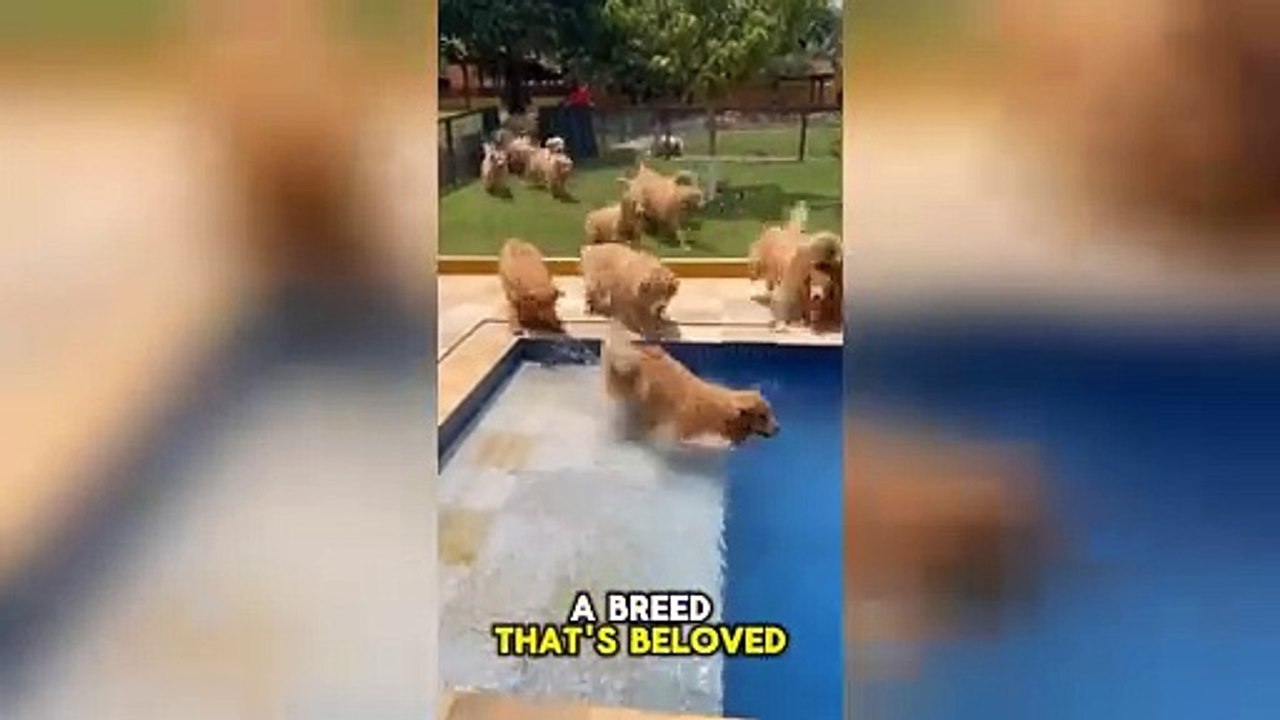 Golden Retriever 🐶 - Intelligence With Cuteness!