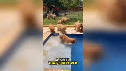 Golden Retriever 🐶 - Intelligence With Cuteness!