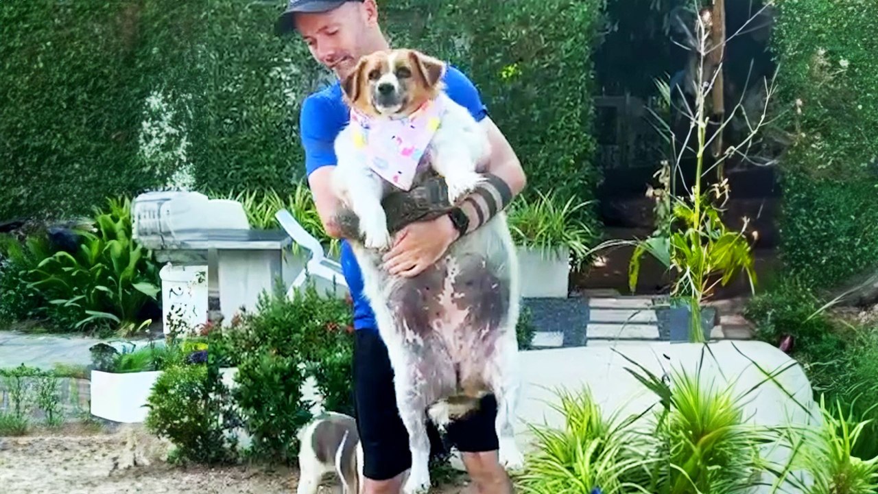 Stray Dog Was So Overweight She Couldn't Walk