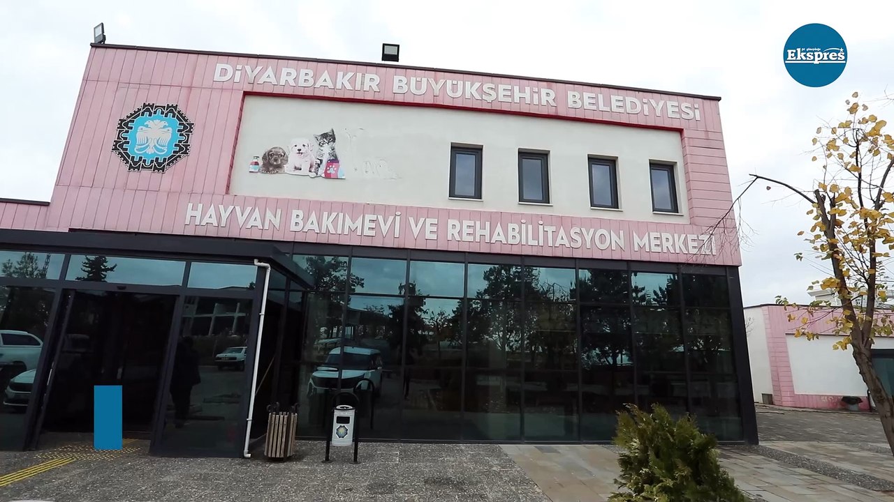 Diyarbakır Büyükşehir, ‘ölüm fermanı’ yazılan canlara sahip çıkıyor