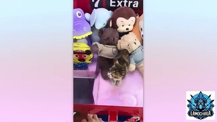 __30 minutes des animaux les plus drôles _ Compilation des échecs hilarants d'an
