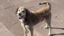 Stray Dog Chases After Woman's Taxi Until She Stops