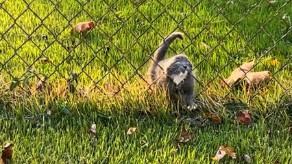 Stray Kitten Chooses Woman As Her New Mother