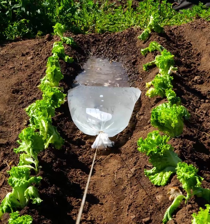 ASTUCES de jardinage qui donneront à votre jardin un aspect absolument incroyable !