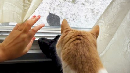 Two Stray Cats Show Up In Woman's Backyard