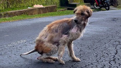 Guy Feeds Stray Dog Until He Disappears...Guess Where He Went!