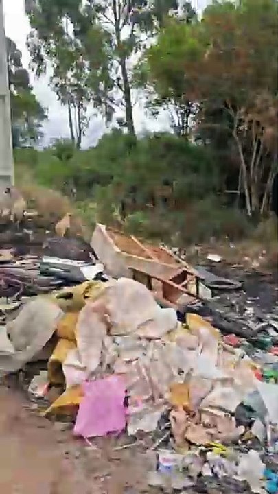 Mau exemplo! Câmera flagra motorista abandonando dez cães, sendo oito filhotes, em São José dos Pinhais (parte 2)