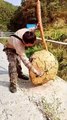 Asian giant hornet nest