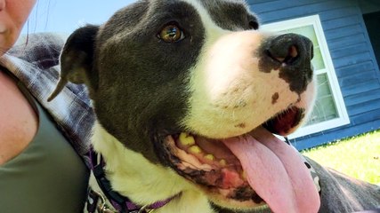 Pittie Who Grew Up In A Cage Does A Happy Dance Once She's Rescued