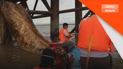 SFC sahkan penemuan bangkai ikan paus di Triso