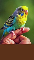 English spoken practice